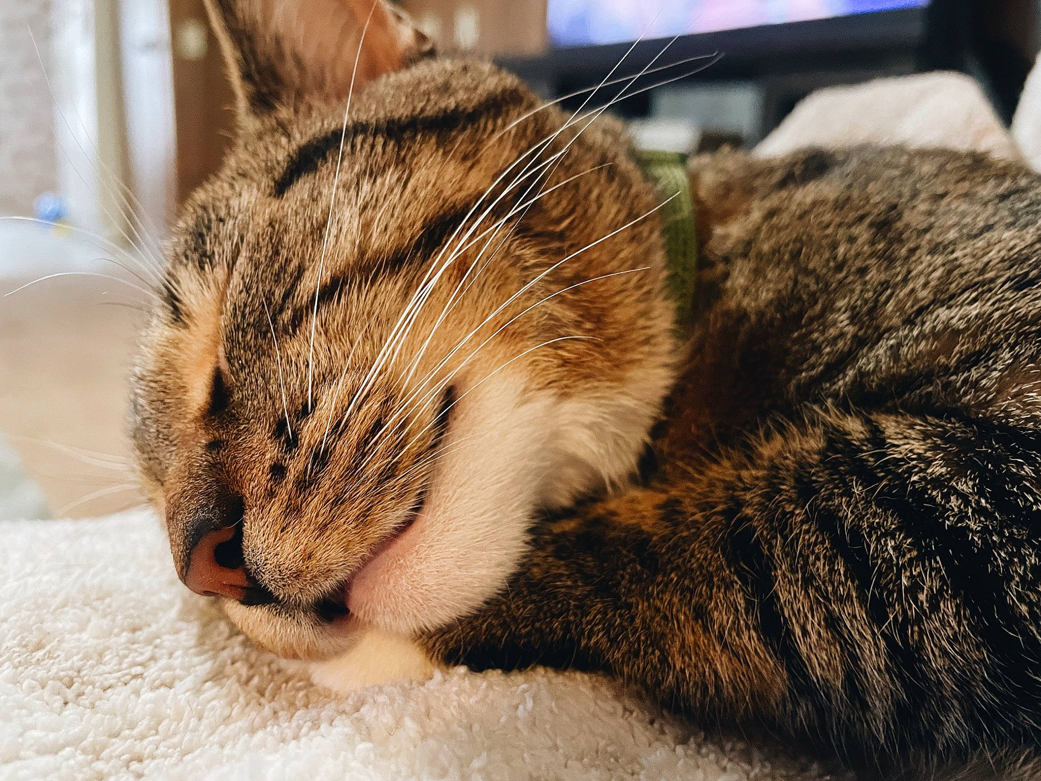 Rin joined the competition — help win amazing prizes! carnivore, cat, claw, comfort, domestic_short_haired_cat, ear, fawn, felidae, fur, grass, nap, paw, rabbits_and_hares, small_to_medium_sized_cats, snout, tail, terrestrial_animal, whiskers, wildlife, wood