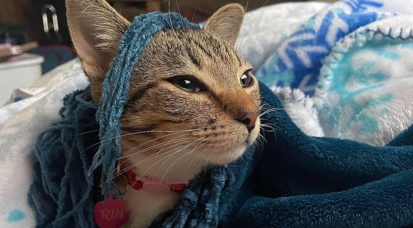 Rin joined the competition — help win amazing prizes! carnivore, cat, claw, close_up, comfort, domestic_short_haired_cat, electric_blue, felidae, fur, grass, small_to_medium_sized_cats, snout, terrestrial_animal, tree, whiskers, wildlife, winter