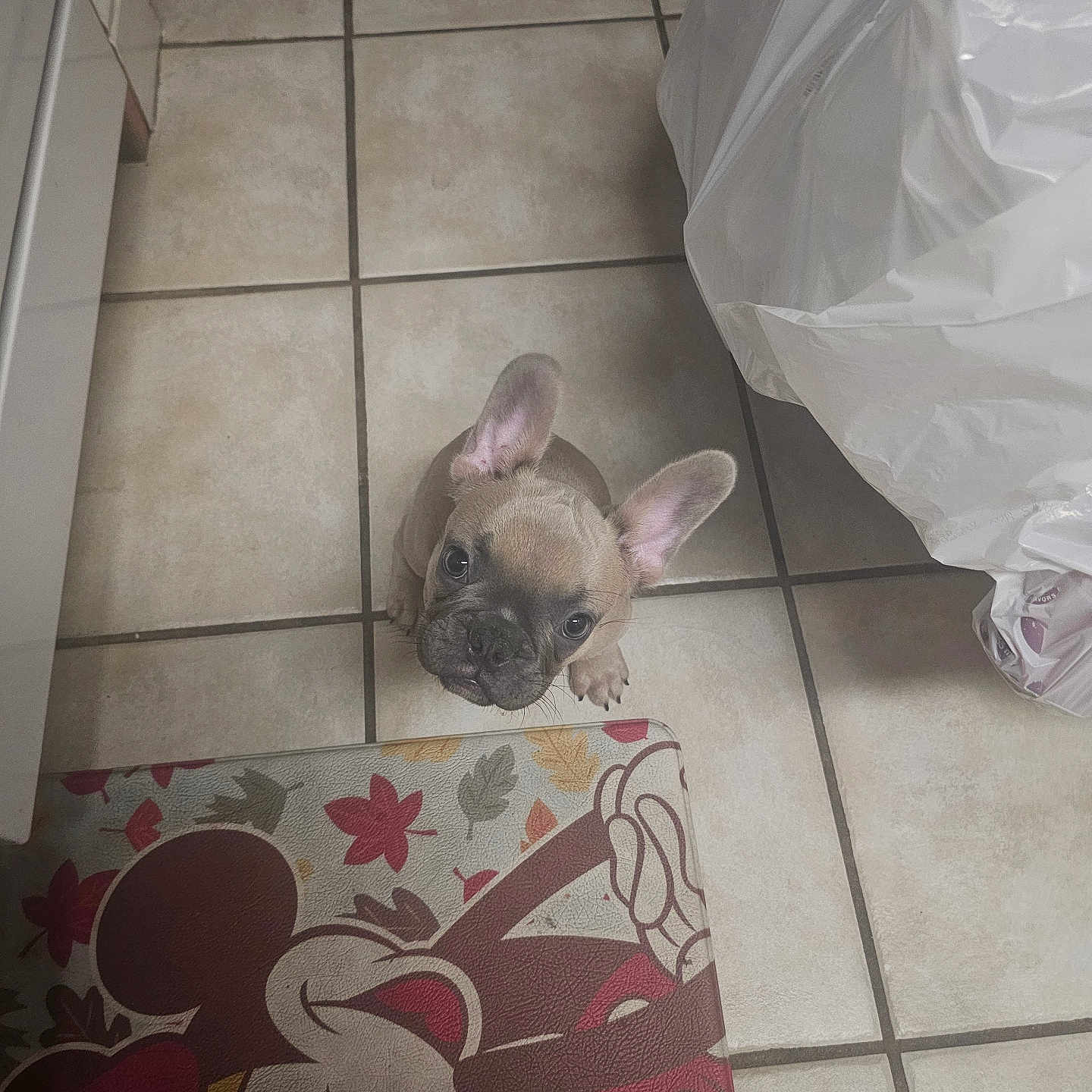 Buddy joined the competition — help win amazing prizes! adorable, animal, curious, cute, dog, ears, floor, french_bulldog, indoor, kitchen, looking_up, mat, mickey_mouse, pet, plastic_bag, puppy, small_dog, tile_floor, wrinkles, young