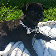 Homer participe au concours pour gagner de l'argent avec cette photo :