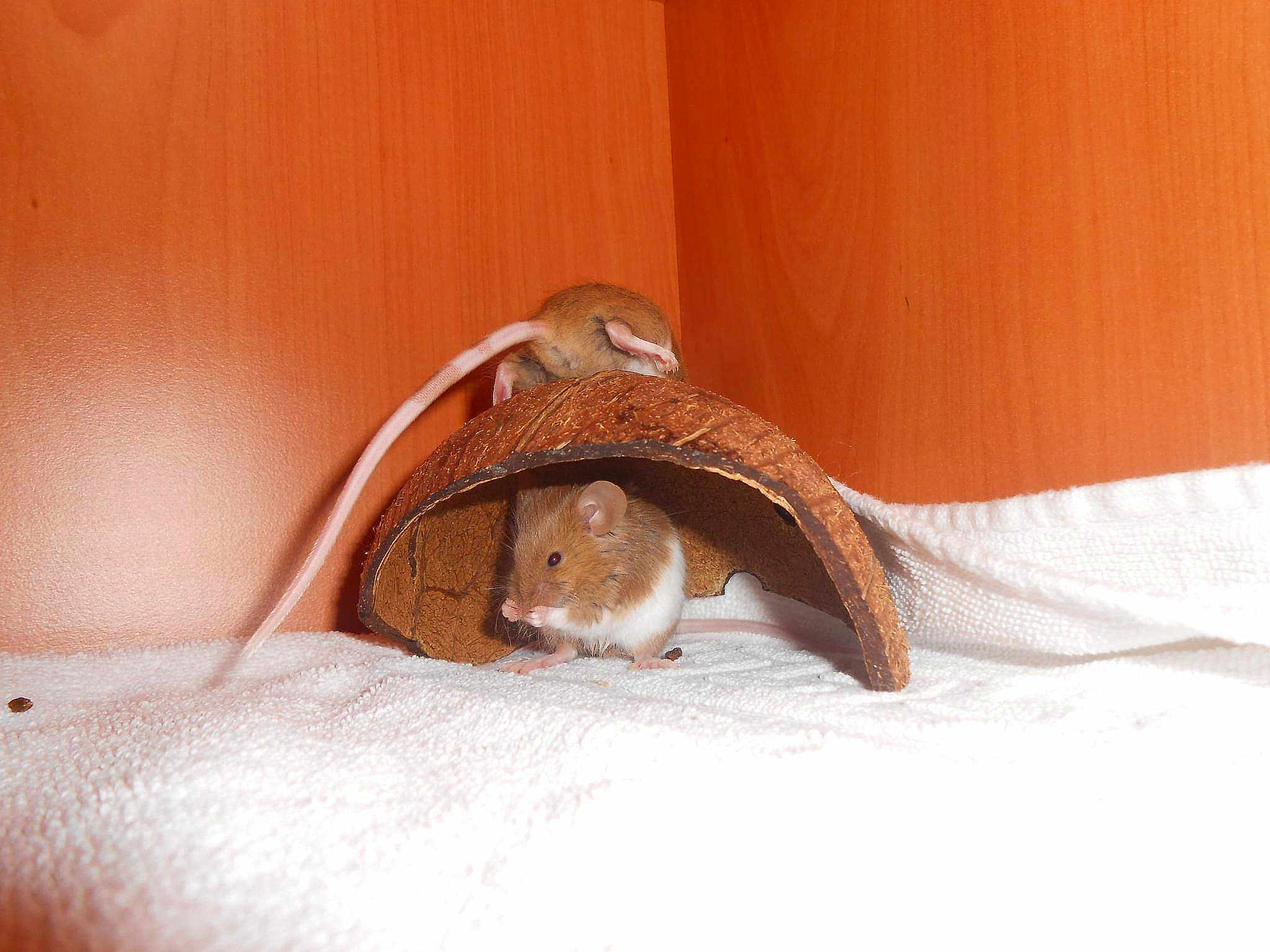 Fraisouille Amp Ormelia