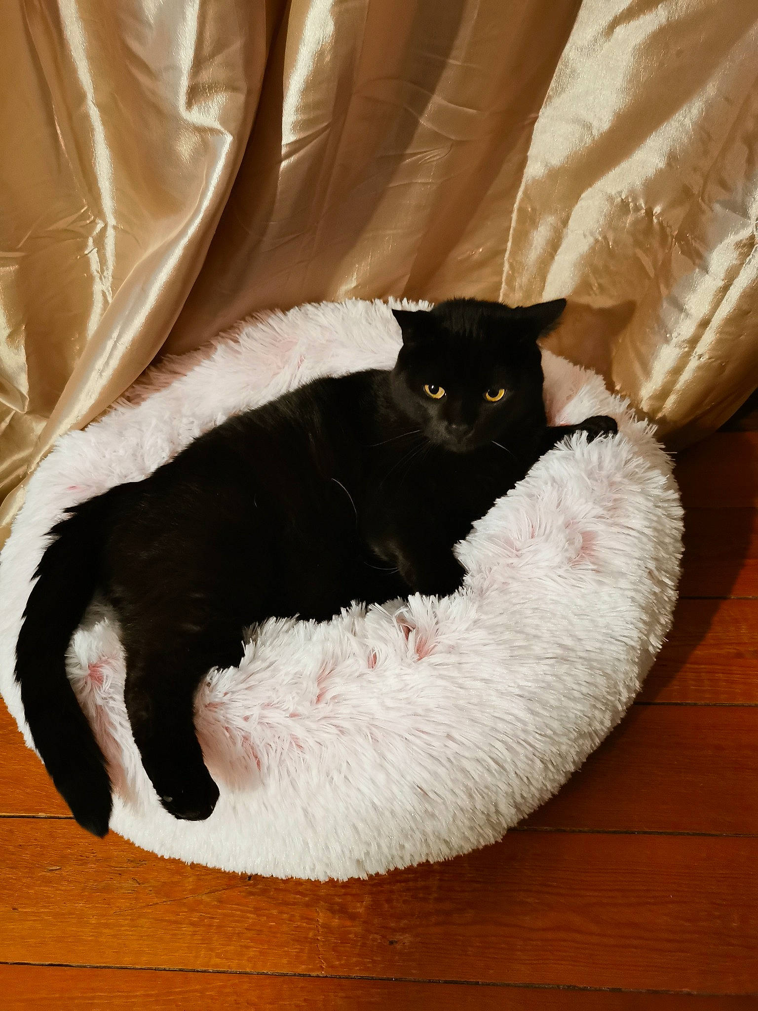 Azalee participe au concours pour gagner de l'argent avec cette photo : black_cat, carnivore, cat, cat_bed, cat_supply, comfort, felidae, fur, furniture, grey, hardwood, linens, pet_supply, room, small_to_medium_sized_cats, tail, terrestrial_animal, textile, whiskers, wood