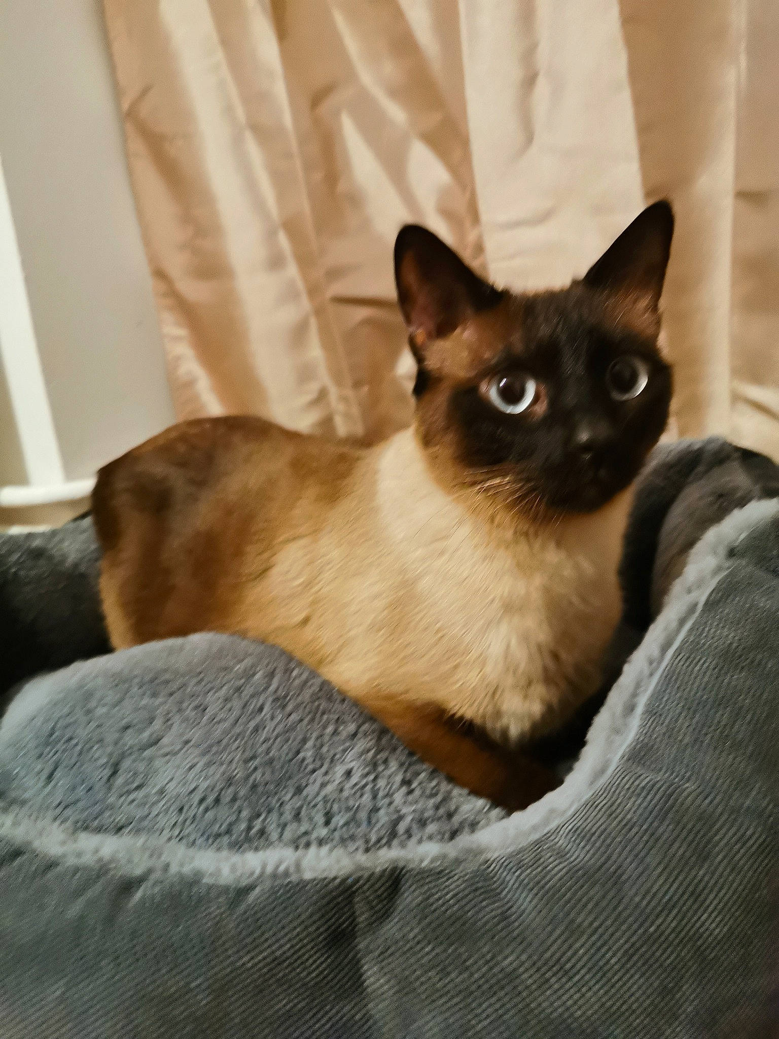 Spirit a rejoint le concours — aidez-le/la à gagner de superbes lots ! carnivore, cat, comfort, eye, fawn, felidae, fur, head, iris, siamese, small_to_medium_sized_cats, snout, tail, terrestrial_animal, whiskers