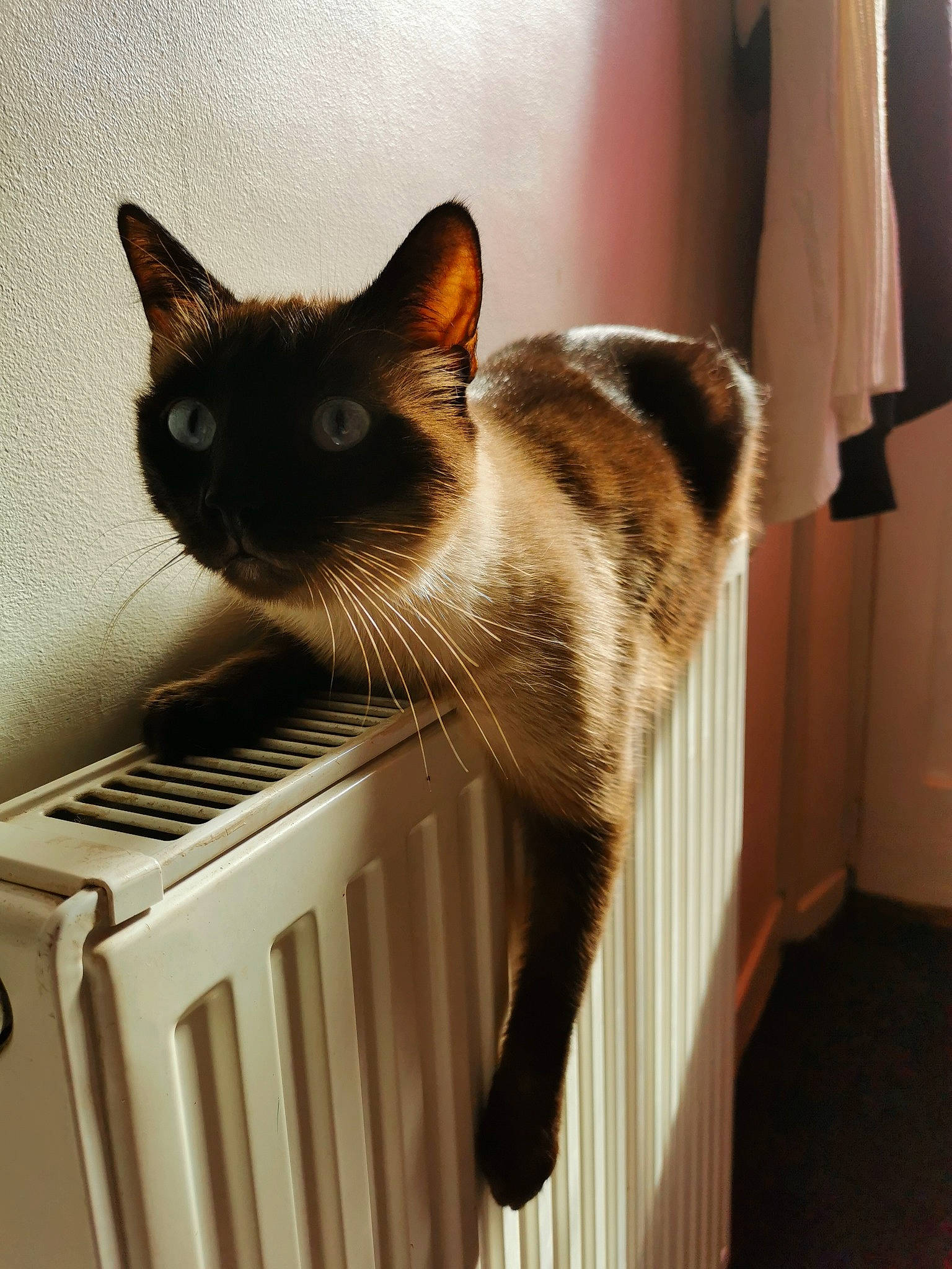 Spirit participe au concours pour gagner de l'argent avec cette photo : box, cardboard, carnivore, cat, cat_supply, curtain, domestic_short_haired_cat, fawn, felidae, fur, hardwood, pet_supply, rectangle, room, small_to_medium_sized_cats, tail, vertebrate, whiskers, window, wood