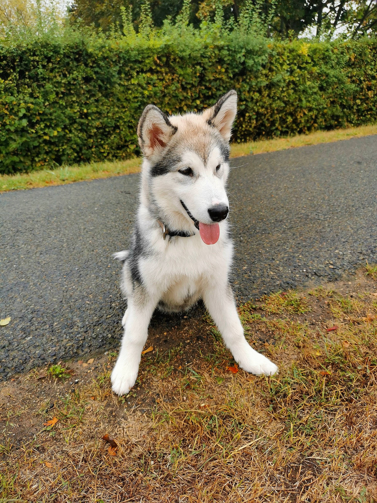 Raika participe au concours pour gagner de l'argent avec cette photo : asphalt, canidae, canis, carnivore, companion_dog, dog, dog_breed, fawn, fur, grass, plant, snout, sporting_group, tail, terrestrial_animal, tree, wildlife, wolf, working_animal, working_dog