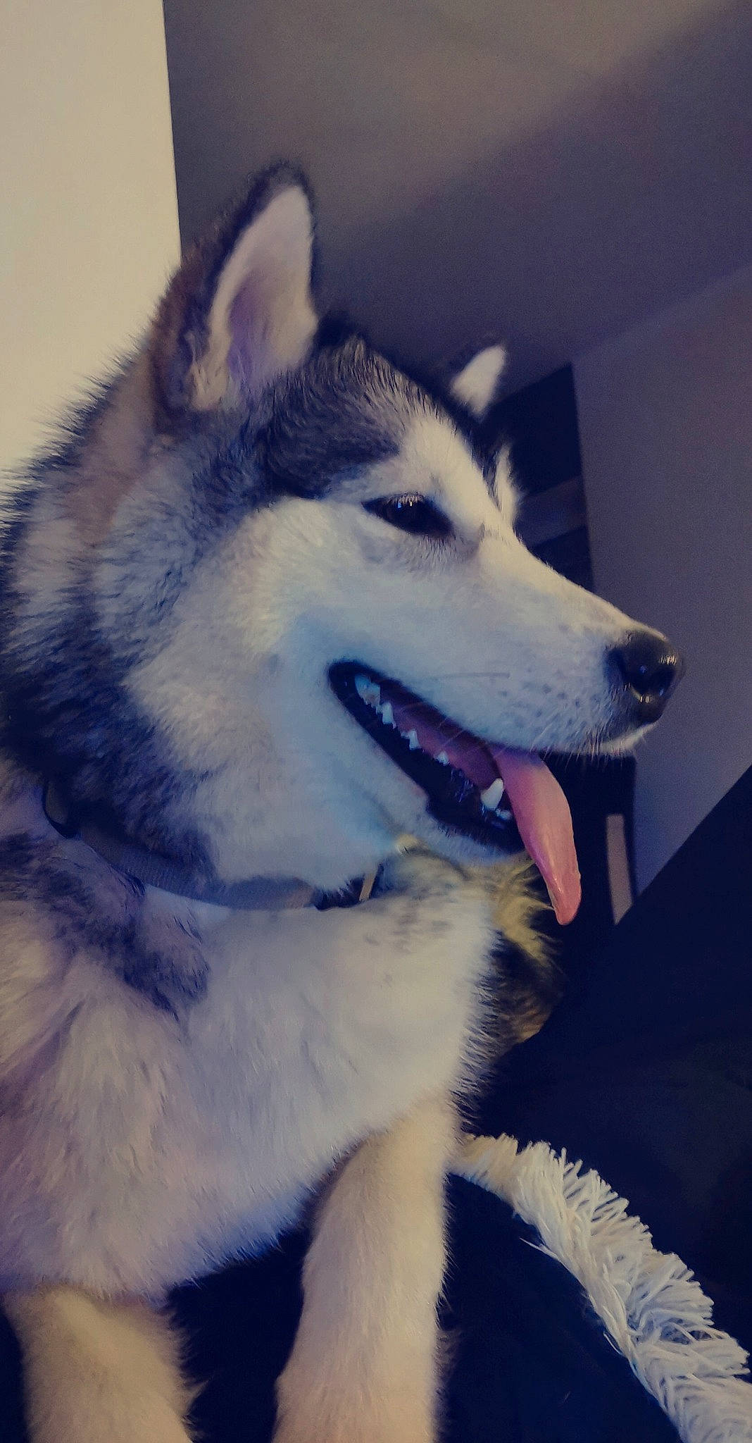 Raika a rejoint le concours — aidez-le/la à gagner de superbes lots ! canidae, canis, carnivore, collar, companion_dog, dog, dog_breed, electric_blue, fur, happy, iris, jaw, non_sporting_group, siberian_husky, sled_dog, snout, sporting_group, square, whiskers, working_dog