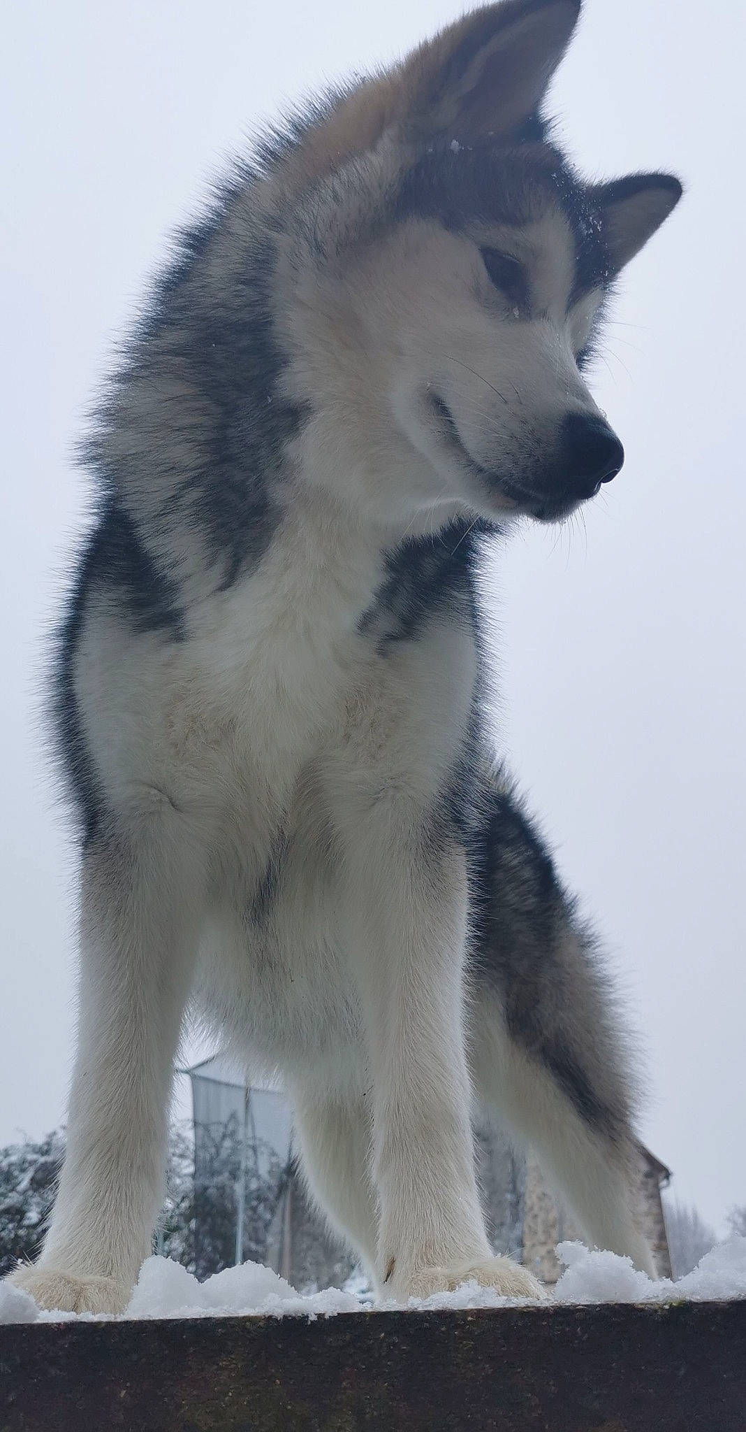 Raika participe au concours pour gagner de l'argent avec cette photo : canidae, canis, carnivore, dog, dog_breed, fur, grey, non_sporting_group, siberian_husky, sky, sled_dog, snow, tail, terrestrial_animal, whiskers, white, winter, wolf, working_animal, working_dog