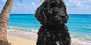 Sailor joined the competition — help win amazing prizes! puppy, dog, black_puppy, beach, sand, ocean, sea, palm_tree, tropical, waves, sky, clouds, vacation, pet, adorable, sitting, coastline, sunlight, nature, portrait