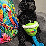 Sailor joined the competition — help win amazing prizes! dog, puppy, black_dog, plush_toy, margarita_toy, margaritaville, colorful_pillow, parrot_print, sofa, couch, indoor, living_room, portrait, sitting, fur, cute, pet, home_decor, fabric_texture, playful