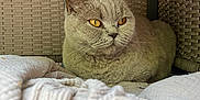 Lilas participe au concours pour gagner de l'argent avec cette photo : amber_eyes, animal, blanket, cat, close_up, cozy, cute, ears, feline, fur, gray_cat, indoor, pet, portrait, relaxed, resting, sitting, soft_texture, whiskers, wicker_furniture