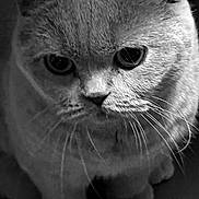 Lilas participe au concours pour gagner de l'argent avec cette photo : animal, black_and_white, cat, close_up, cute, domestic_cat, face, feline, fur, indoor, intense_eyes, looking_down, mammal, moody, pet, portrait, soft_light, texture, whisker, whiskers