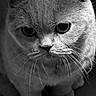 animal, black_and_white, cat, close_up, cute, domestic_cat, face, feline, fur, indoor, intense_eyes, looking_down, mammal, moody, pet, portrait, soft_light, texture, whisker, whiskers