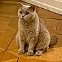 Lilas a rejoint le concours — aidez-le/la à gagner de superbes lots ! animal, calm, cat, cute, domestic, ears, eyes, feline, flooring, fur, home, indoor, mammal, pet, portrait, quiet, sitting, tail, whiskers, wooden_floor