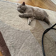 Lilas a rejoint le concours — aidez-le/la à gagner de superbes lots ! animal, cat, cozy, domestic_animal, floor, fur, furniture_leg, gray_cat, home, indoor, laying_down, paw, pet, quiet, relaxing, resting, rug, sleeping, whiskers, wooden_floor