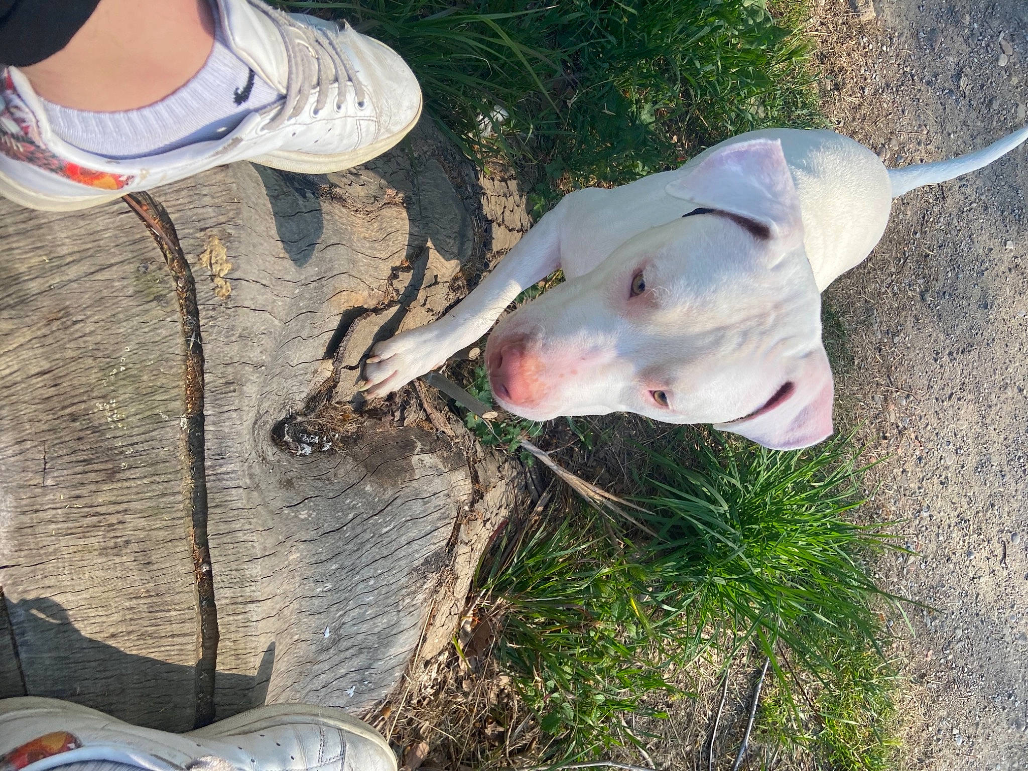 Jimbo participe au concours pour gagner de l'argent avec cette photo : american_pit_bull_terrier, canidae, carnivore, dog, dog_breed, dogo_argentino, ear, fawn, grass, guard_dog, non_sporting_group, sporting_group, weimaraner