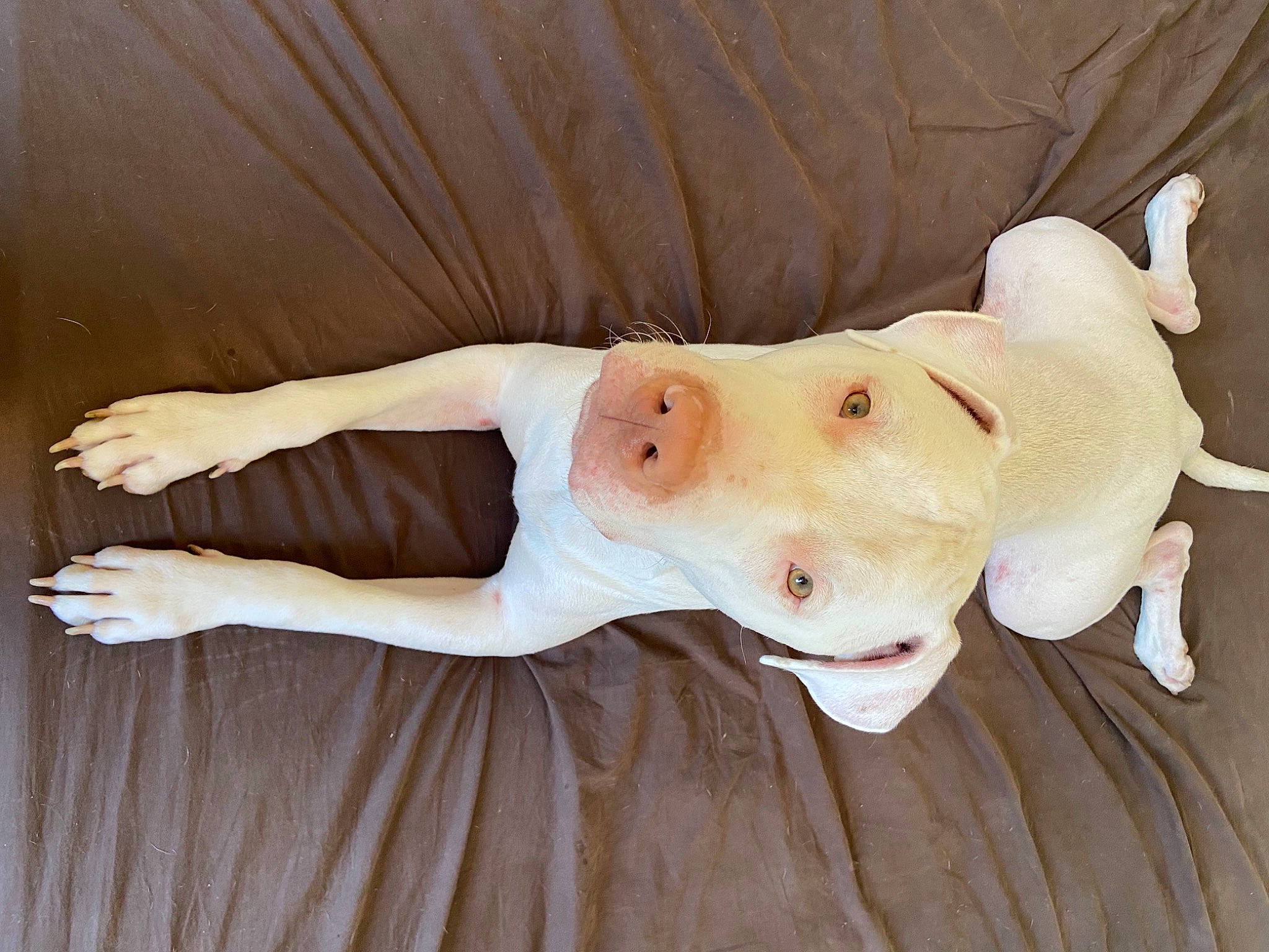 Jimbo a rejoint le concours — aidez-le/la à gagner de superbes lots ! canidae, fawn, floor