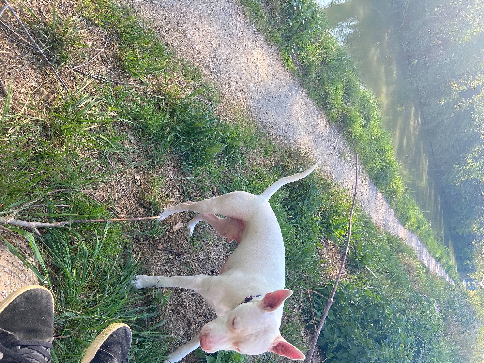 Jimbo participe au concours pour gagner de l'argent avec cette photo : canidae, carnivore, dog_breed, fawn, grass, tail