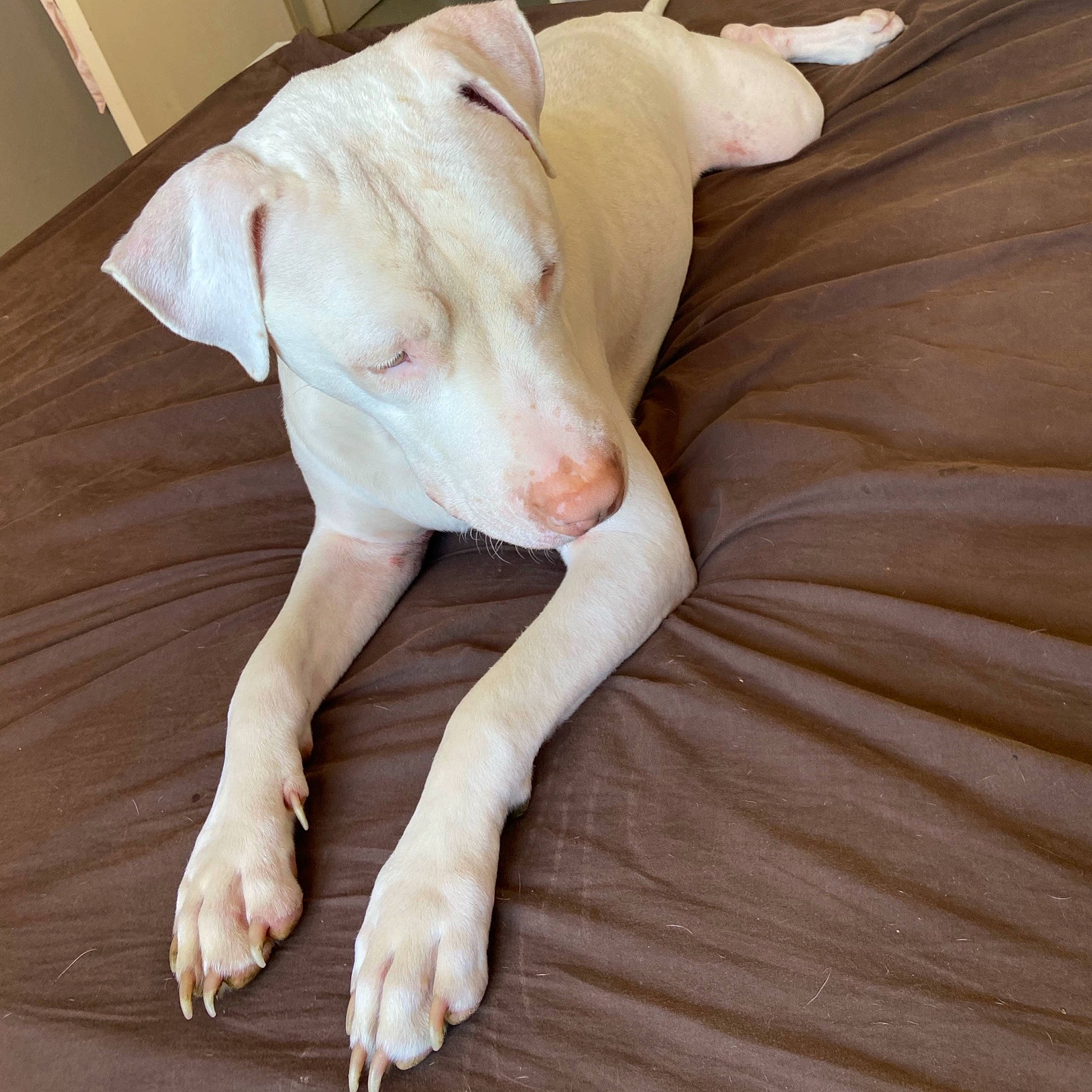 Jimbo a rejoint le concours — aidez-le/la à gagner de superbes lots ! canidae, carnivore, dog, dog_breed, fawn, mammal, non_sporting_group, pit_bull, rajapalayam, snout, sporting_group, tail