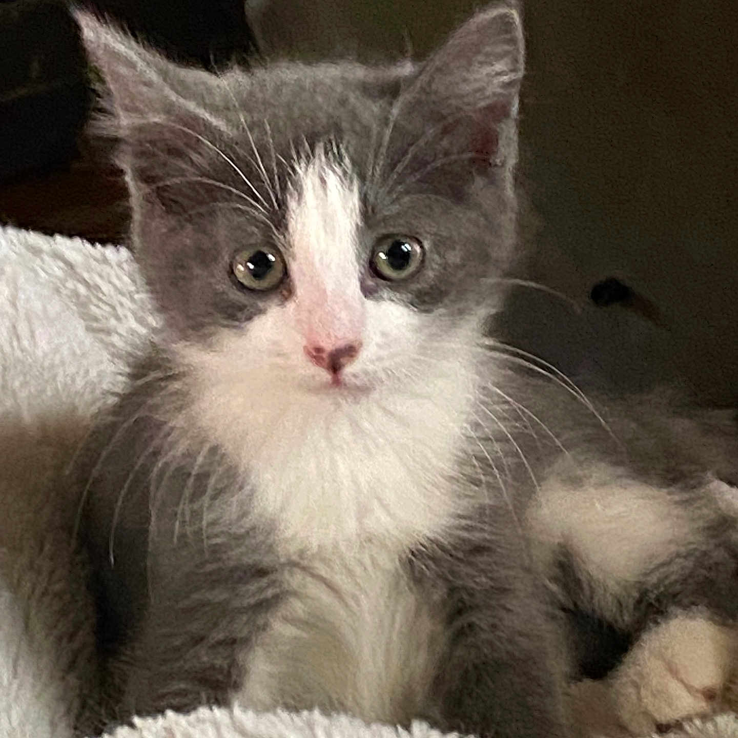 Chowder is registered to the contest to win money with this photo: abyssinian, angora, animal, blanket, brasssection, cat, couch, furniture, horn, indoors, kitten, manx, musicalinstrument, pet, siamese, snout, white