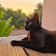Salem participe au concours pour gagner de l'argent avec cette photo : animal, black_cat, blurred_background, cat, domestic_cat, ears, evening, feline, greenery, looking_away, mammal, nature, outdoor, pet, relaxed, side_view, soft_light, sunset, whiskers, wooden_surface