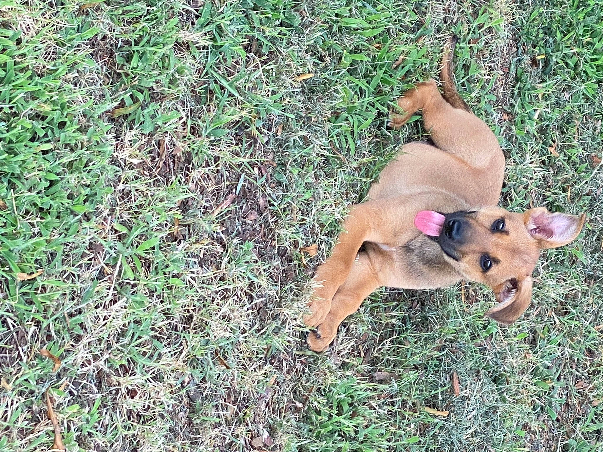 Nova Lynn joined the competition — help win amazing prizes! canidae, carnivore, companion_dog, dog, dog_breed, fawn, grass, grassland, groundcover, hunting_dog, non_sporting_group, paw, plant, snout, sporting_group, tail, terrestrial_animal, wildlife