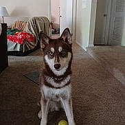 Ruby is registered to the contest to win money with this photo: animal, blanket, canine, carpet, couch, dog, doorway, ears, eyes, floor, front_paws, fur, heterochromia, home, indoor, lamp, living_room, pet, sitting, tennis_ball