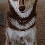 Ruby is registered to the contest to win money with this photo: animal, attention, brown_fur, canine, carpet, collar, cute, dog, eyes, floor, front_paws, heterochromia, home, husky, indoor, pet, playful, sitting, tennis_ball, white_fur