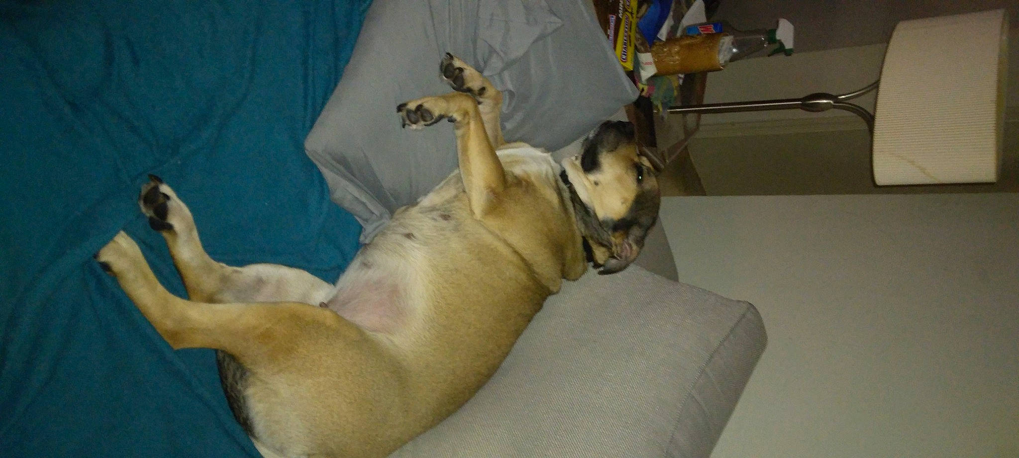 Hops joined the competition — help win amazing prizes! carnivore, comfort, companion_dog, dog, dog_bed, dog_breed, dog_supply, fawn, felidae, guard_dog, mammal, nap, paw, snout, sporting_group, tail, terrestrial_animal, toy_dog, whiskers, working_animal