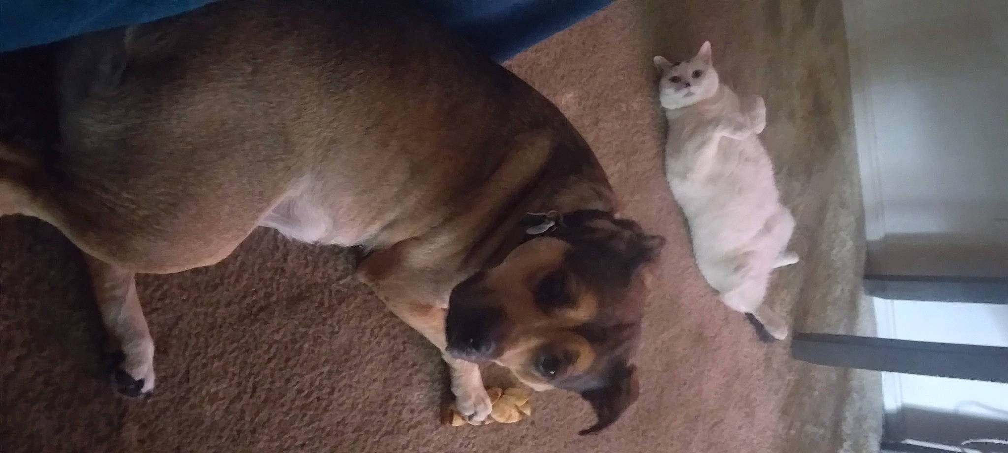 Hops is registered to the contest to win money with this photo: canidae, carnivore, comfort, companion_dog, dog, dog_breed, fawn, hardwood, non_sporting_group, paw, sporting_group, tail, toy_dog, working_animal