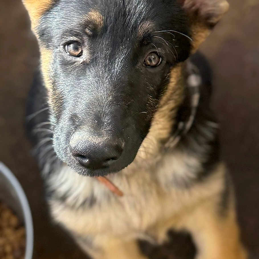 Dinky is registered to the contest to win money with this photo: animal, canine, dog, germanshepherd, hound, husky, pet, puppy, snout