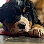 puppy, dog, bernese_mountain_dog, close_up, paw, nose, whiskers, fur, black_fur, brown_fur, white_marking, sleepy, portrait, indoor, tile_floor, blanket, shallow_depth_of_field, bokeh, domestic_animal, pet