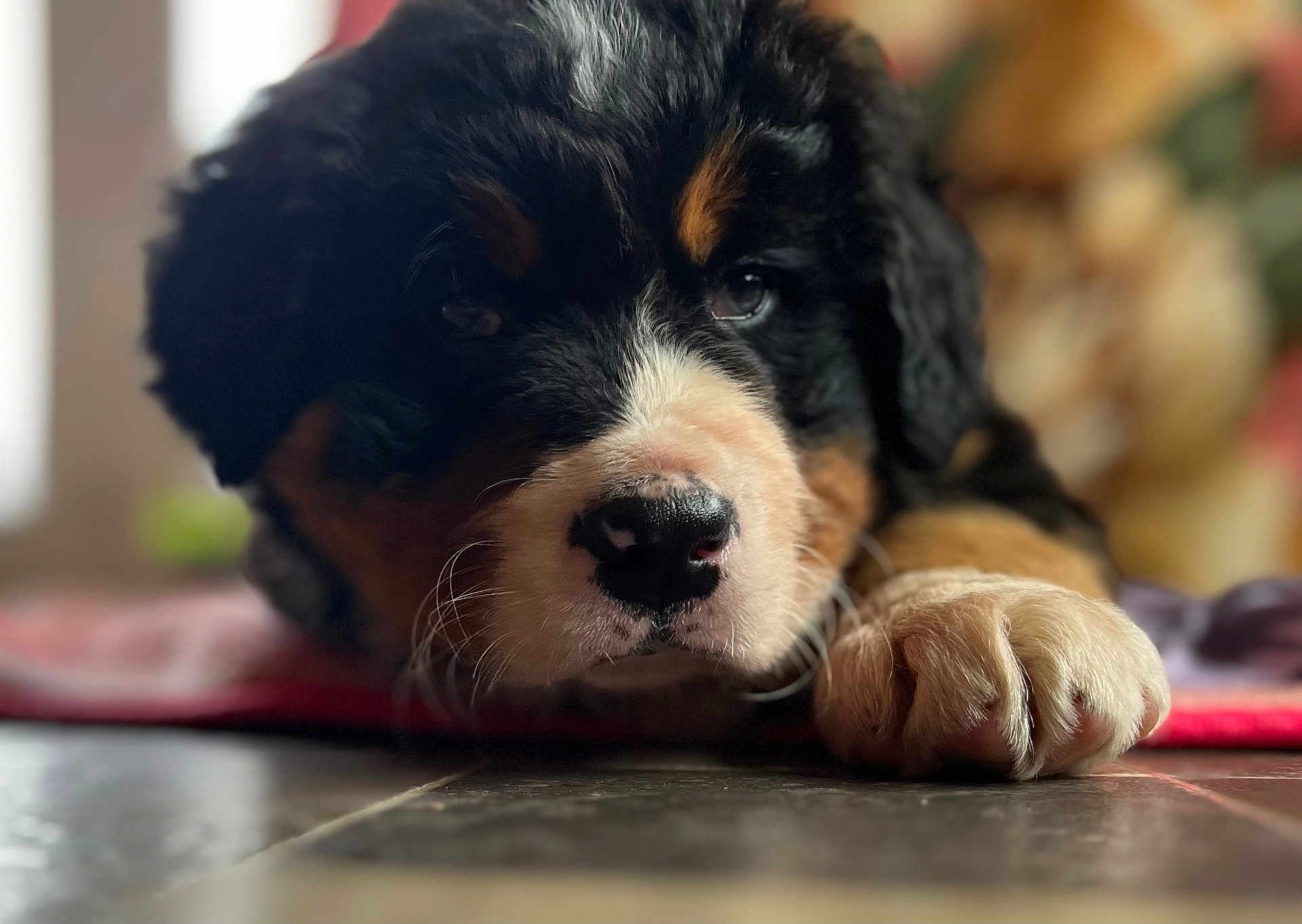 Willow joined the competition — help win amazing prizes! puppy, dog, bernese_mountain_dog, close_up, paw, nose, whiskers, fur, black_fur, brown_fur, white_marking, sleepy, portrait, indoor, tile_floor, blanket, shallow_depth_of_field, bokeh, domestic_animal, pet