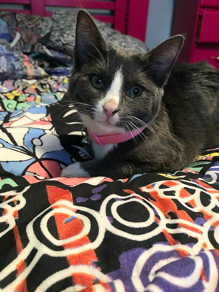 Grace is registered to the contest to win money with this photo: bedding, black_cat, carmine, carnivore, cat, cat_supply, comfort, domestic_short_haired_cat, felidae, flooring, fur, linens, pattern, paw, small_to_medium_sized_cats, snout, tail, textile, visual_arts, whiskers