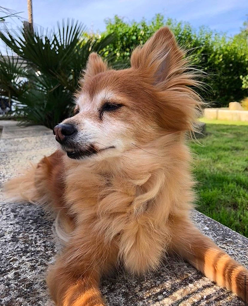 Baya participe au concours pour gagner de l'argent avec cette photo : basque_shepherd_dog, canidae, carnivore, companion_dog, dog, dog_breed, fawn, fur, german_spitz, mammal, non_sporting_group, pomeranian, puppy, rare_breed_dog, spitz, sporting_group, tail, vertebrate, volpino_italiano, whiskers