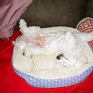 Stella joined the competition — help win amazing prizes! dog, white_dog, pet_bed, curly_fur, sleeping, relaxed, indoor, couch, pillow, blanket, red_blanket, cozy, cute, animal, fur, resting, canine, home, domestic, nap