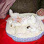 dog, white_dog, pet_bed, curly_fur, sleeping, relaxed, indoor, couch, pillow, blanket, red_blanket, cozy, cute, animal, fur, resting, canine, home, domestic, nap