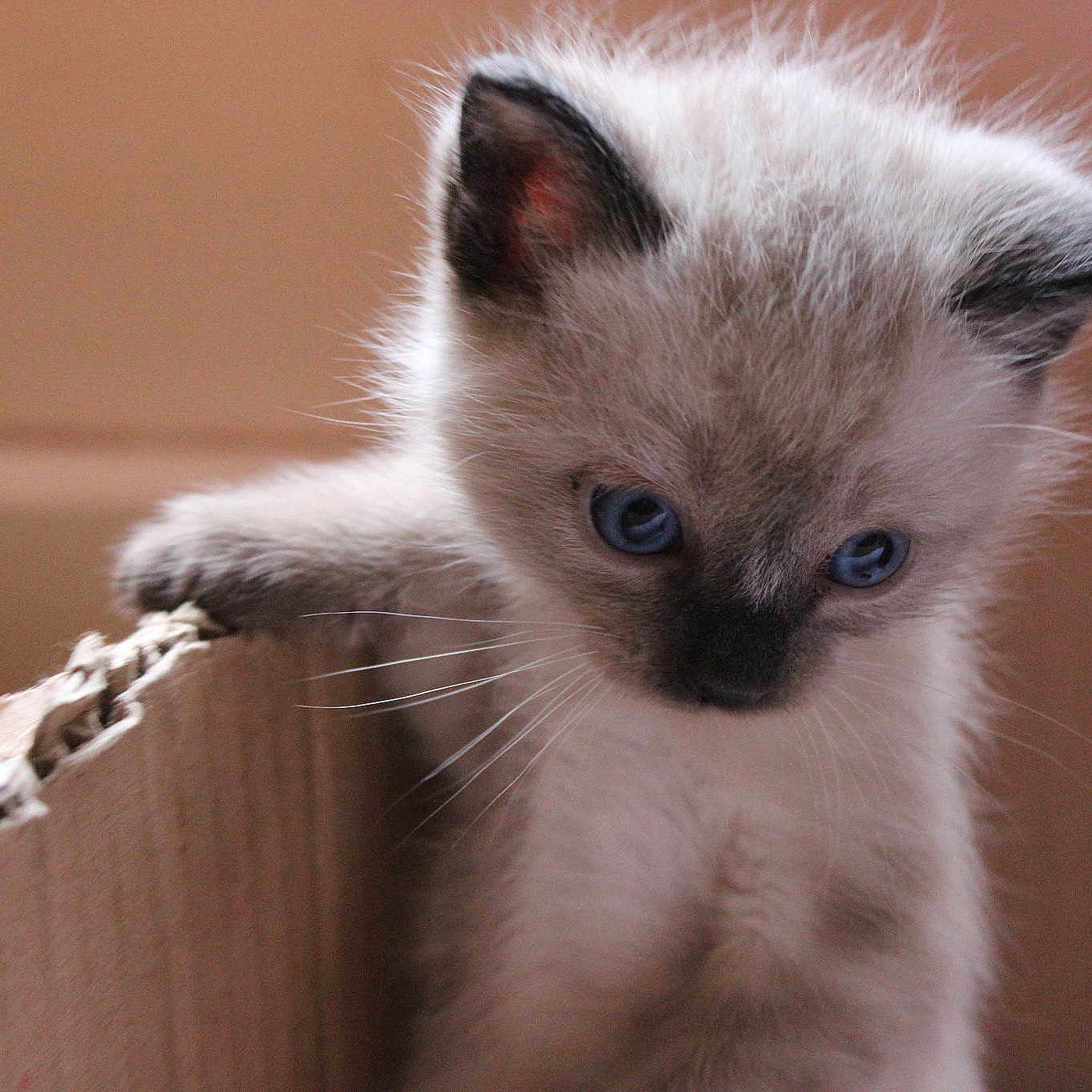 Mimine a rejoint le concours — aidez-le/la à gagner de superbes lots !