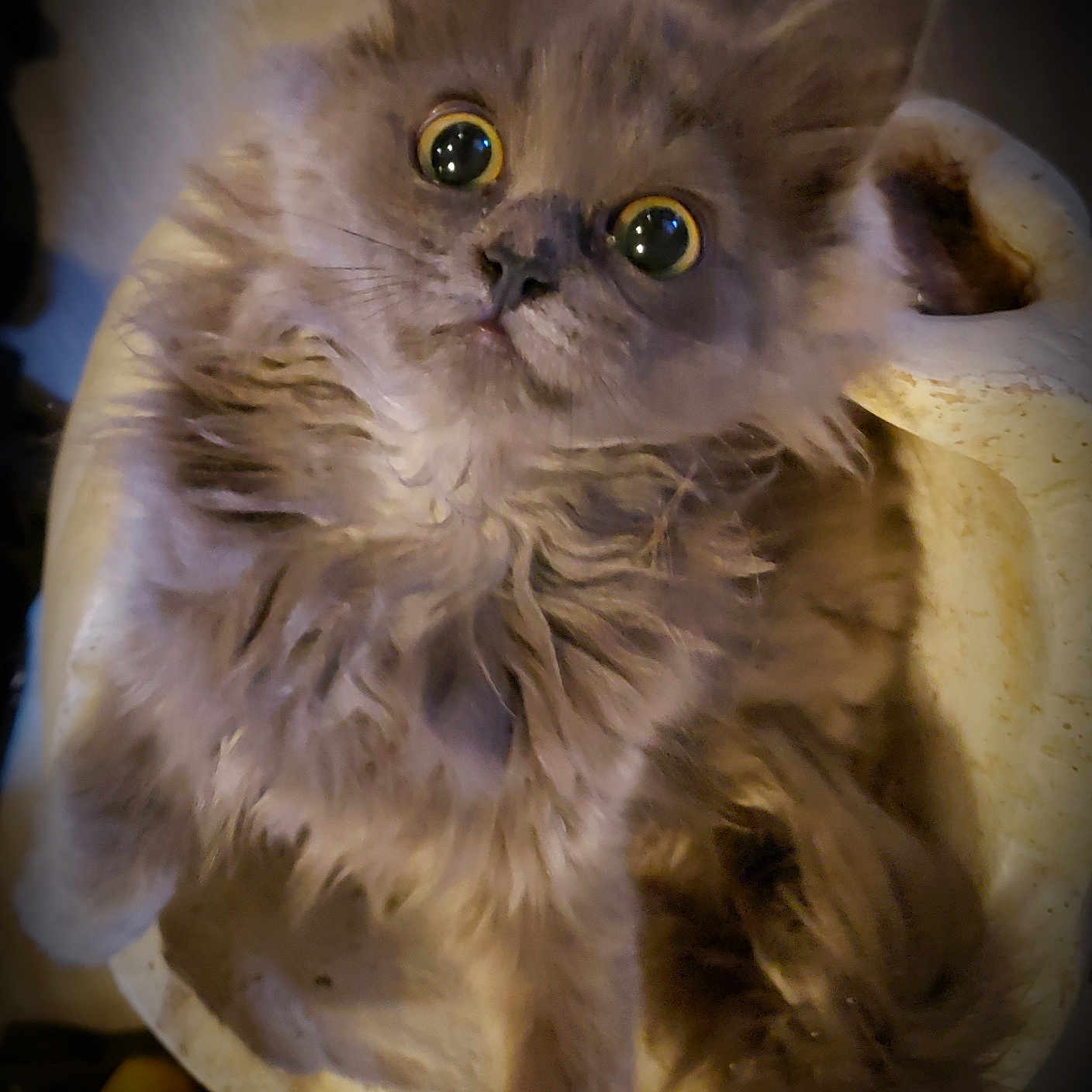 Bellela