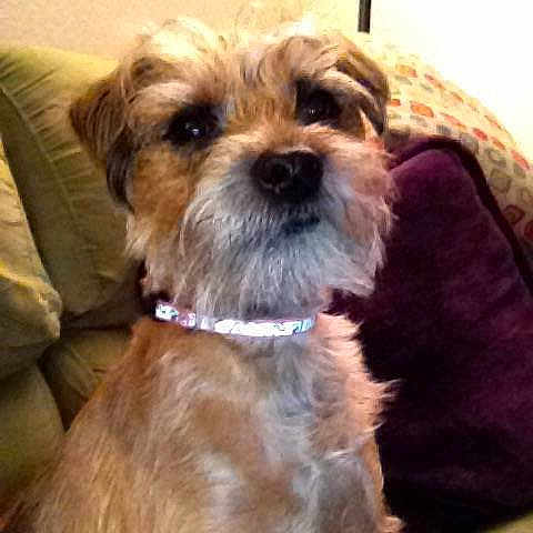 Josie is registered to the contest to win money with this photo: