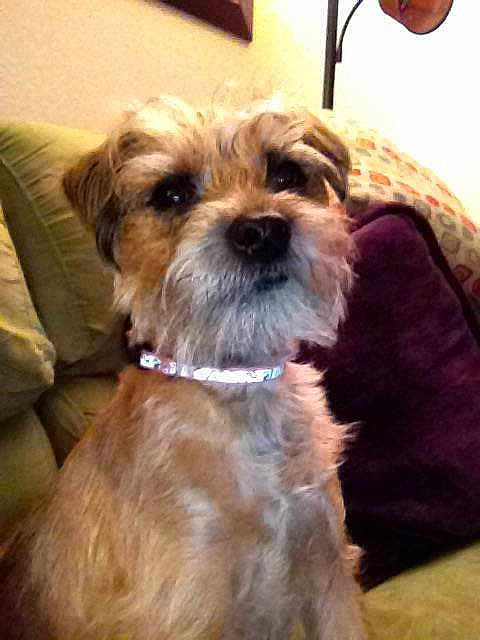 Josie is registered to the contest to win money with this photo: