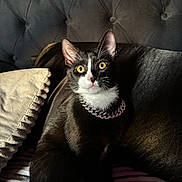 Jiggy joined the competition — help win amazing prizes! cat, tuxedo_cat, yellow_eyes, collar, jewelry, couch, pillow, indoor, pet, feline, fur, closeup, portrait, domestic_cat, animal, black_and_white, relaxed, cozy, soft_lighting, curious