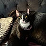 cat, tuxedo_cat, yellow_eyes, collar, jewelry, couch, pillow, indoor, pet, feline, fur, closeup, portrait, domestic_cat, animal, black_and_white, relaxed, cozy, soft_lighting, curious