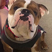 Carmelo Delgado is registered to the contest to win money with this photo: bulldog, dog, pet, canine, animal, portrait, closeup, sitting, carpet, indoors, home, furniture, collar, harness, brown_and_white, wrinkles, jowls, paws, looking_at_camera, cute