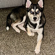 Wolfie joined the competition — help win amazing prizes! alert, animal, black_and_white, blue_eyes, canine, carpet, cute, dog, ears, fur, furniture, home, husky, indoor, laying_down, living_room, pet, puppy, tail, young