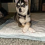 Wolfie joined the competition — help win amazing prizes! adorable, animal, blue_eyes, canine, carpet, companion, crossed_paws, cute, dog, domestic, fur, household, husky, indoors, looking_away, pet, puppy, sitting, training_pad, young_dog