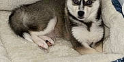 Wolfie is registered to the contest to win money with this photo: animal, blue, carpet, cozy, cute, dog, dog_bed, ears, eyes, food_bowl, fur, gray, husky, indoor, lying_down, patterned, pet, puppy, resting, soft