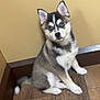 Wolfie joined the competition — help win amazing prizes! animal, blue_eyes, corner, cute, dog, domestic_animal, ears, floor, fur, husky, indoor, looking, pet, puppy, sitting, small, tail, wall, wooden_floor, young_dog