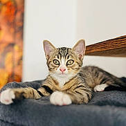 Ginto participe au concours pour gagner de l'argent avec cette photo : animal, blanket, cat, closeup, cute, eyes, feline, fur, indoor, kitten, mammal, nose, paws, pet, portrait, relaxing, soft, tabby, whiskers, young