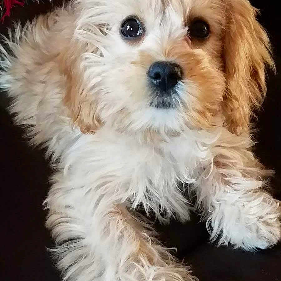 Nyah is registered to the contest to win money with this photo: bolognese, bolonka, canidae, carnivore, cavachon, cavapoo, companion_dog, dog, dog_breed, havanese, maltepoo, maltese, mammal, morkie, poodle_crossbreed, puppy, puppy_love, schnoodle, shih_poo, vertebrate