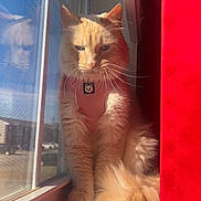 Ghost joined the competition — help win amazing prizes! blue_sky, cat, cute, daylight, domestic_cat, feline, fluffy, harness, indoor, orange_cat, pet, pets, pink_harness, red_curtain, sitting, sunlight, tail, whiskers, window, windowsill